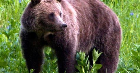 Black bear hunter accused of killing protected grizzly near Yellowstone